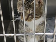 -艾贝尔宠物诊疗