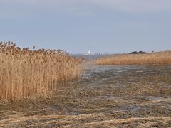 -上海吴淞炮台湾国家湿地公园