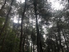 -铁山坪森林公园