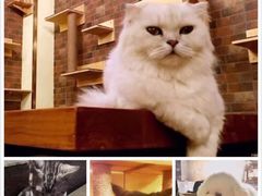 -more than meow吴止猫主题餐厅(承德 中船汇店)