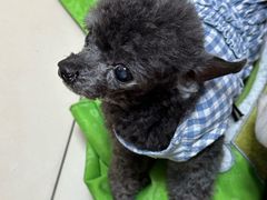 -北京观赏动物医院·24小时大型综合·猫专科·异宠专科