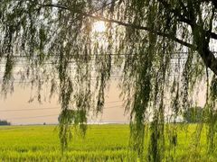 -阳澄湖半岛旅游度假区