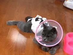 -纳吉亚猫专科动物医院博雅分院