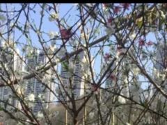 -重庆彩云湖湿地公园