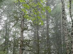 -汤旺河林海奇石景区