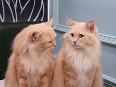 -安格丽娜·狗咖·猫咖羊驼咖(春熙路百盛商场店)
