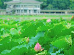 -荔湾湖公园