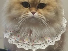 -艾贝尔宠物医院·24H转诊中心·肿瘤猫专科(江宁双龙店)