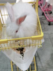 -萌兔星空蹦床撸兔馆