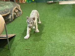 -清迈夜间动物园