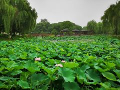 -荷花公园