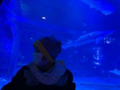 -烟台海昌鲸鲨海洋公园