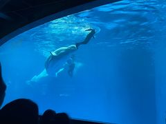 -海合安成都极地海洋公园