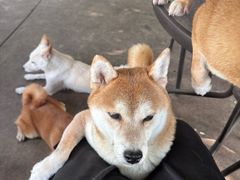 -柴犬高等学院·狗咖·柴犬售卖·宠物训练