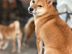 -柴犬高等学院·狗咖·柴犬售卖·宠物训练