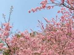 -南山植物园