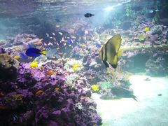 -迪拜水族馆及水下动物园