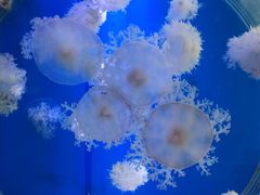 -红星光发煲仔饭(大石街店)