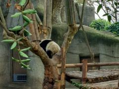 -成都大熊猫繁育研究基地