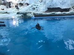 -帝企鹅自助餐厅•儿童岛•真企鹅(长隆企鹅酒店)