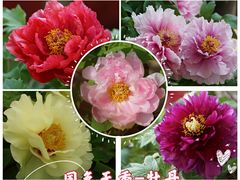 -中国科学院华南植物园