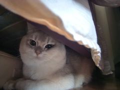 -美联众合动物医院·24h转诊中心
