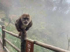 -峨眉山风景名胜区