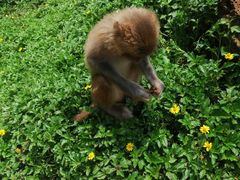 -海南热带野生动植物园