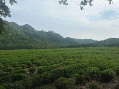 -中国茶叶博物馆(双峰馆区)