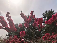-宝鸡植物园