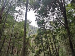 -江西阳明山国家森林公园