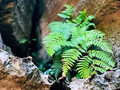 -梭布垭石林景区