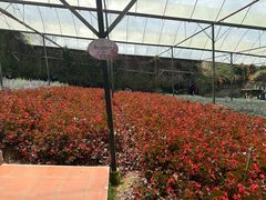 -金马仑薰衣草花园(Cameron Lavender)