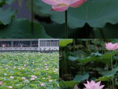 -荔湾湖公园