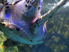 -太平洋海底世界