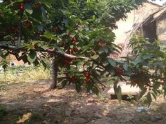 -国梁烤鸡(八大局店)