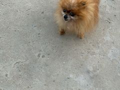 -暖阳宠物医院·犬猫康复中心·骨科