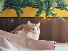 -氷冰凉刨冰甜品(北京路店)