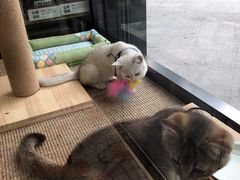 -袖虎宠物(岭南新世界店)