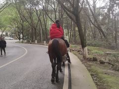 -铁山坪森林公园