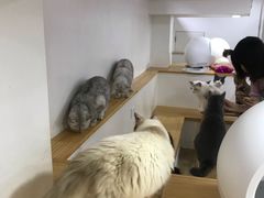 -李小姐の猫咖啡馆(五角场店)
