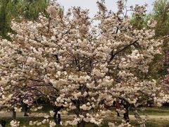 -莲花池公园