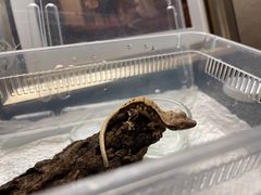 -酷以爬仙阁实体爬宠店·守宫·蜥蜴·专业繁育