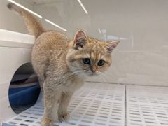 -lincat·猫舍(广州店)