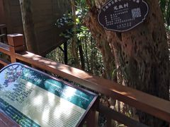 -三亚亚龙湾人间天堂鸟巢度假村