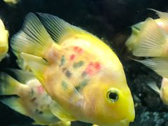 -苏州海洋馆