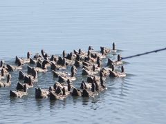 -野鸭湖国家湿地公园