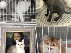 -翊宠yipet猫狗购宠庄园犬舍•猫舍