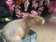 -正佳雨林生态植物园