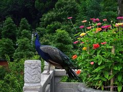 -青岩古镇